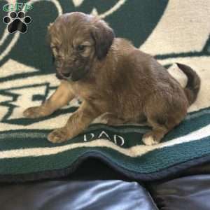 Blue, Goldendoodle Puppy