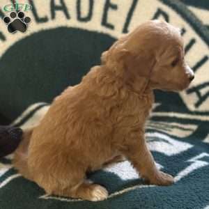 Black, Goldendoodle Puppy