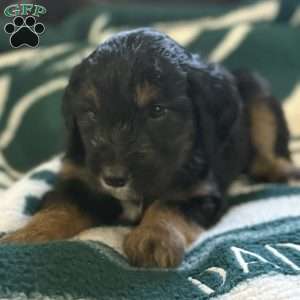Grey, Goldendoodle Puppy