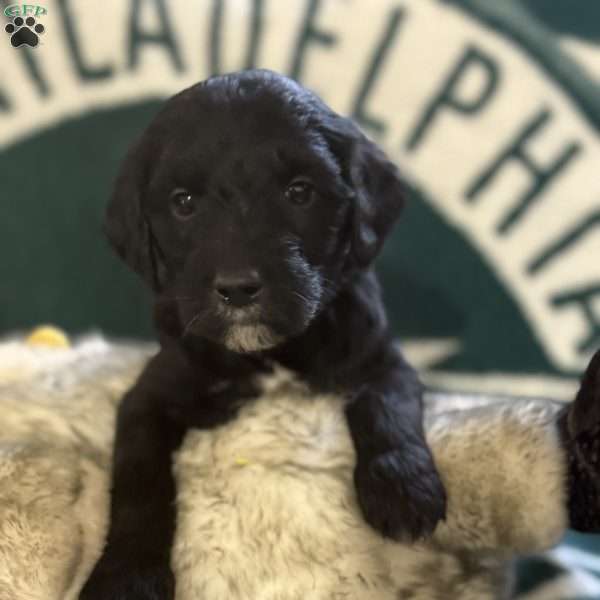 Rose Red, Goldendoodle Puppy