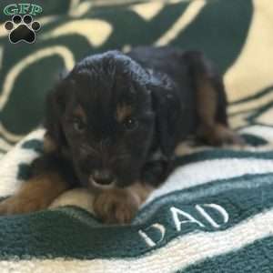 Grey, Goldendoodle Puppy