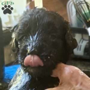 Pink, Goldendoodle Puppy