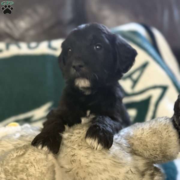 Light Blue, Goldendoodle Puppy