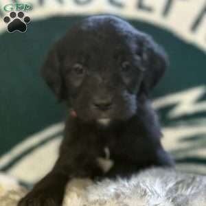 Orange, Goldendoodle Puppy
