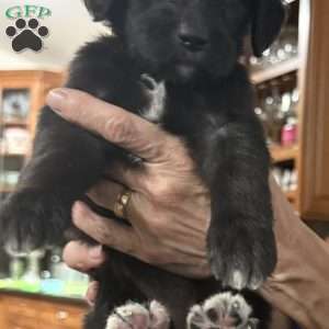 Orange, Goldendoodle Puppy