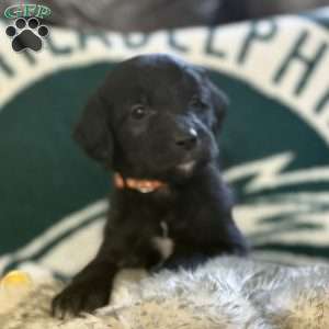 Orange, Goldendoodle Puppy