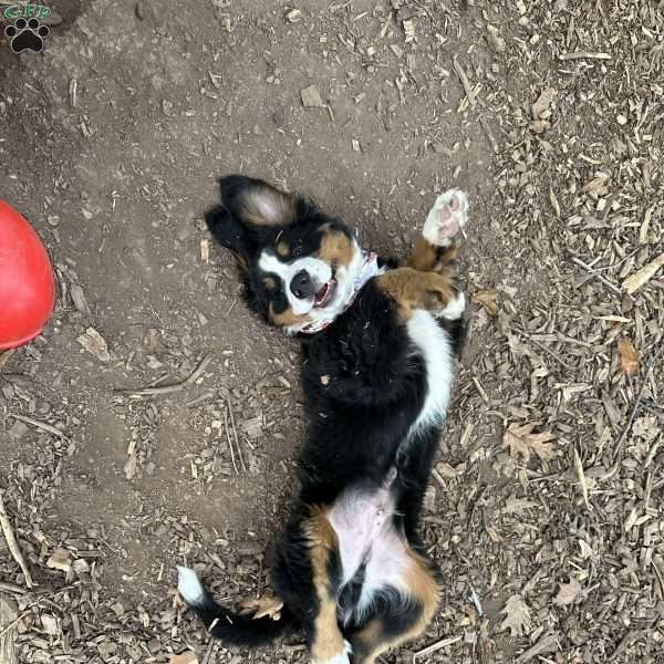 Keroppi, Bernese Mountain Dog Puppy