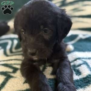 Orange, Goldendoodle Puppy