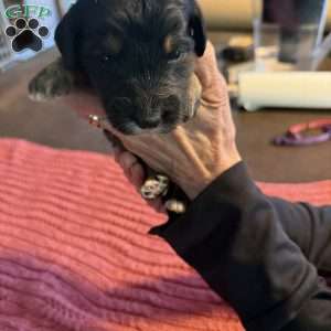 Grey, Goldendoodle Puppy