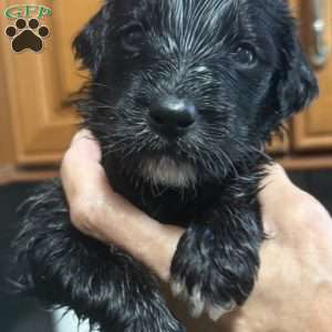 Light Blue, Goldendoodle Puppy
