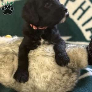 Rose Red, Goldendoodle Puppy