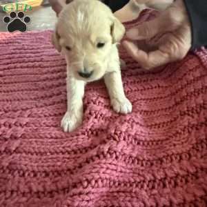 Red, Goldendoodle Puppy