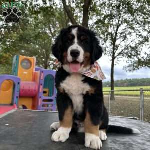 Den Den, Bernese Mountain Dog Puppy