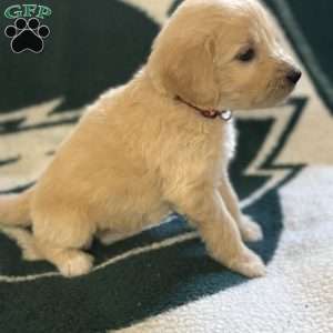 Red, Goldendoodle Puppy
