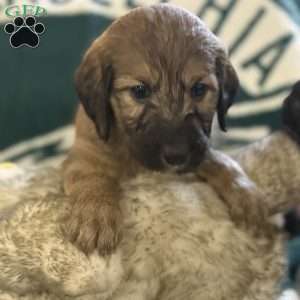 Yellow, Goldendoodle Puppy