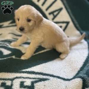 Red, Goldendoodle Puppy