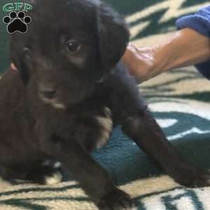 Orange, Goldendoodle Puppy