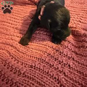 Pink, Goldendoodle Puppy
