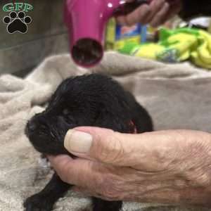Orange, Goldendoodle Puppy