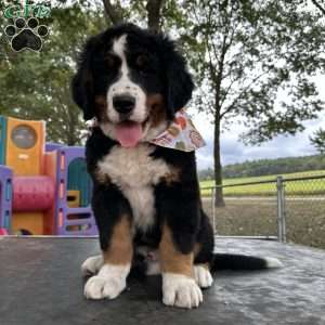 Den Den, Bernese Mountain Dog Puppy