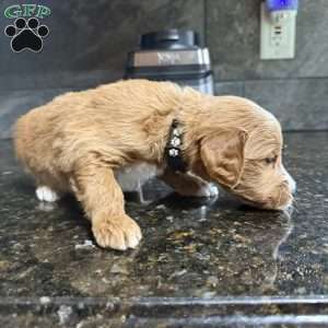 Black, Goldendoodle Puppy