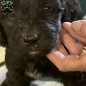 Pink, Goldendoodle Puppy