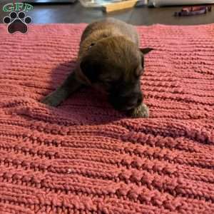 Blue, Goldendoodle Puppy