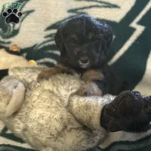 Grey, Goldendoodle Puppy