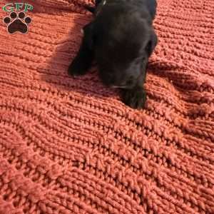 Pink, Goldendoodle Puppy