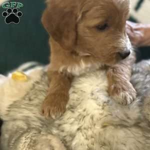 Black, Goldendoodle Puppy