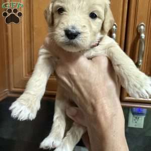Red, Goldendoodle Puppy