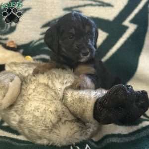 Grey, Goldendoodle Puppy