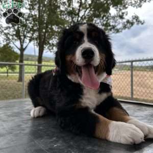 Den Den, Bernese Mountain Dog Puppy