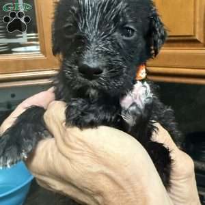 Orange, Goldendoodle Puppy