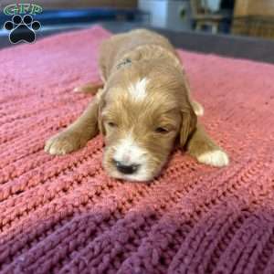 Black, Goldendoodle Puppy