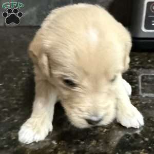 Red, Goldendoodle Puppy