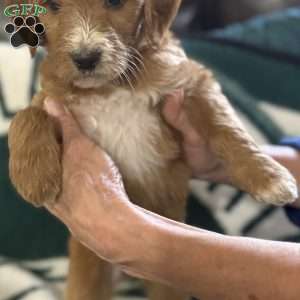 Black, Goldendoodle Puppy