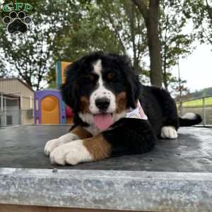 Den Den, Bernese Mountain Dog Puppy