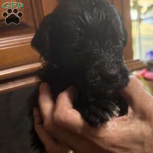 Orange, Goldendoodle Puppy