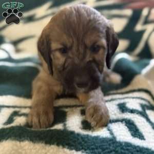 Yellow, Goldendoodle Puppy
