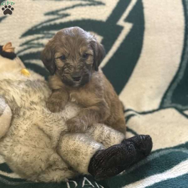 Blue, Goldendoodle Puppy