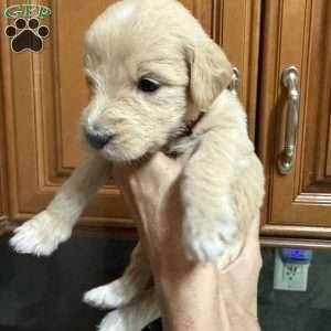 Red, Goldendoodle Puppy