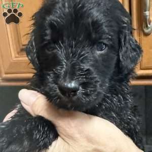 Pink, Goldendoodle Puppy