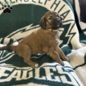 Yellow, Goldendoodle Puppy