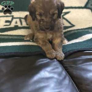 Blue, Goldendoodle Puppy