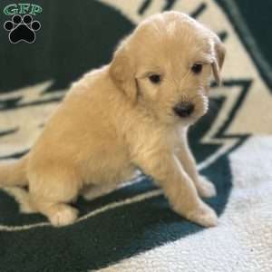 Red, Goldendoodle Puppy