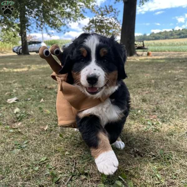 Den Den, Bernese Mountain Dog Puppy