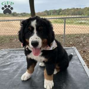 Den Den, Bernese Mountain Dog Puppy