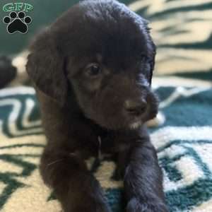 Orange, Goldendoodle Puppy