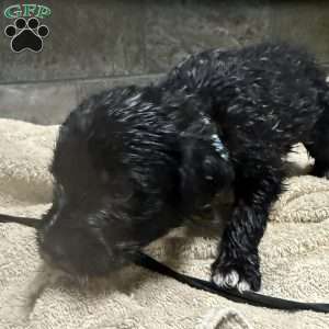 Light Blue, Goldendoodle Puppy